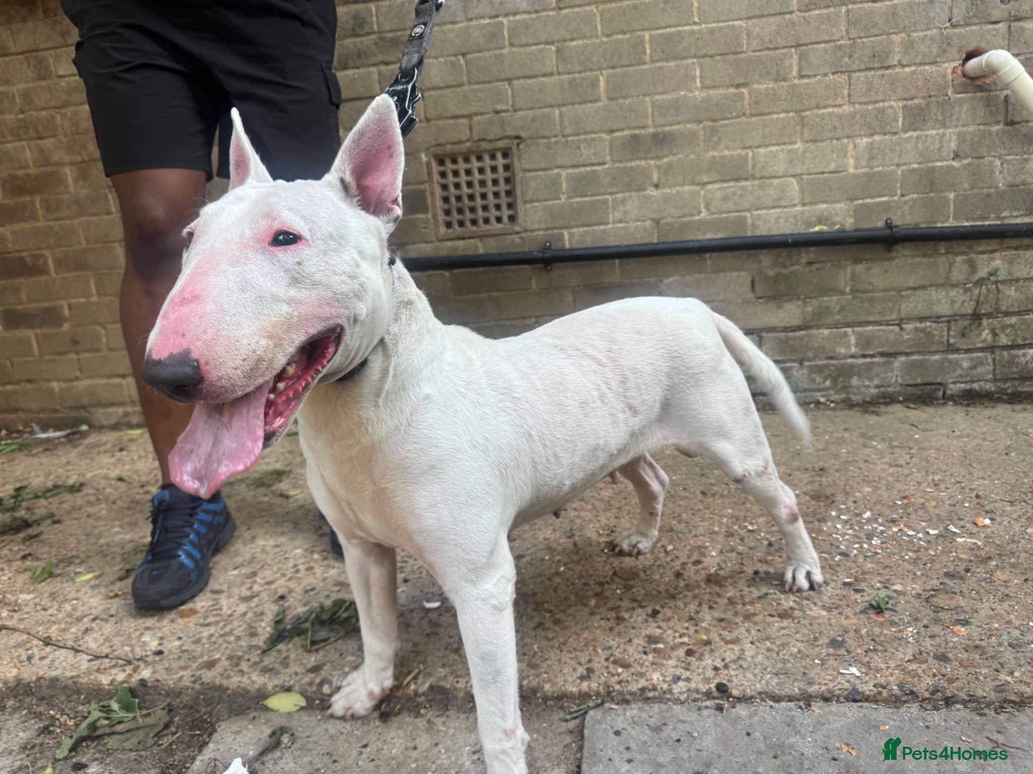 English Bull Terrier dogs English Bullterrier  - Advert 15