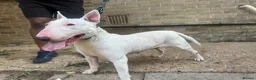 English Bull Terrier dogs for sale: English Bullterrier  - Advert 1