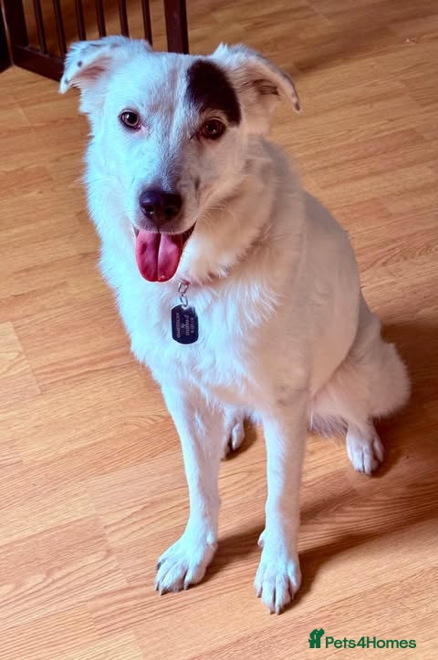 Mixed Breed dogs Handsome Albie - Advert 1