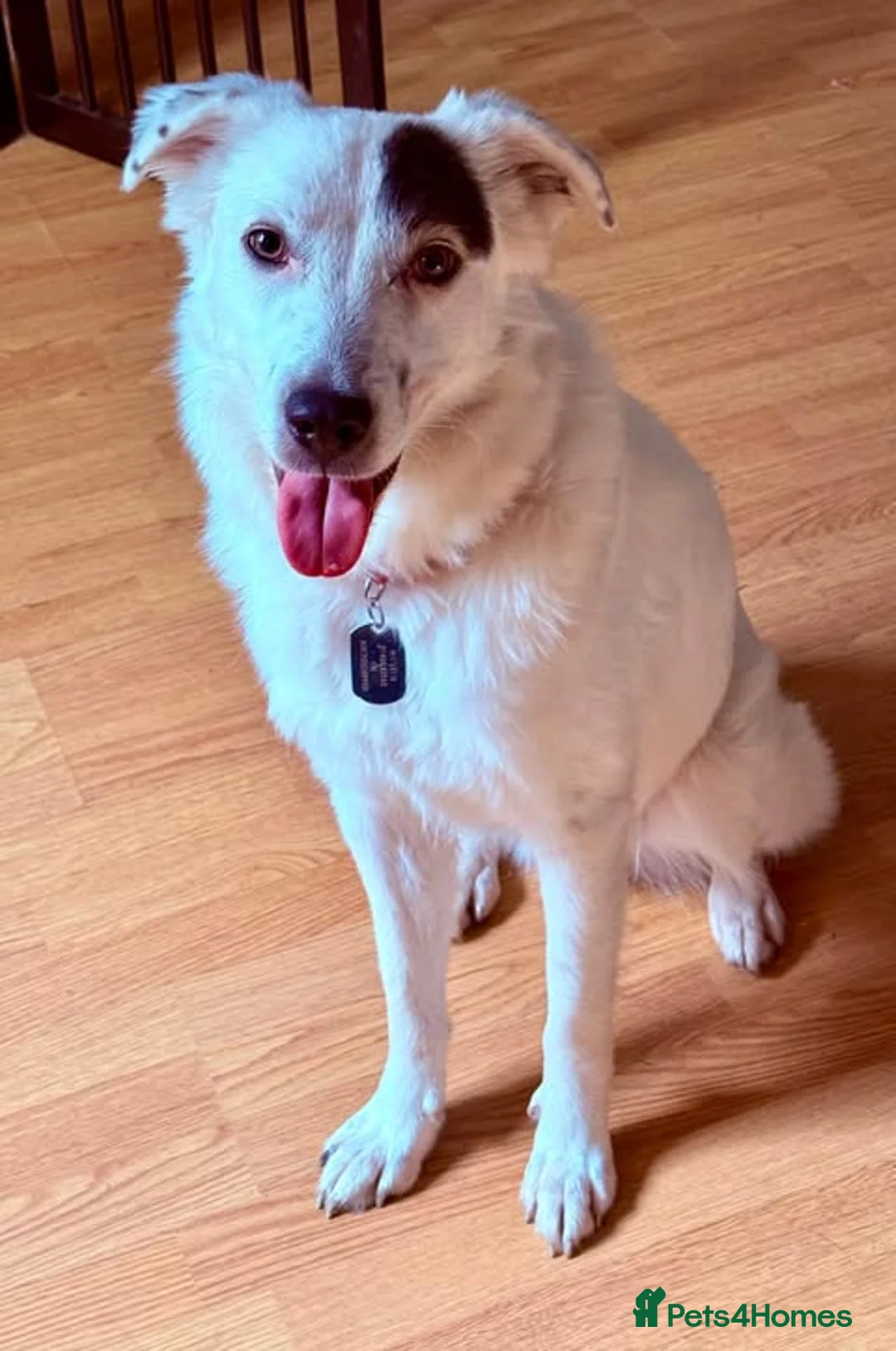 Mixed Breed dogs for adoption: Handsome Albie - Advert 1