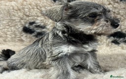 Miniature Schnauzer dogs for sale: Miniature schnauzers pups - Image 9