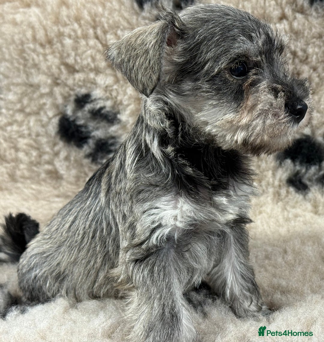 Miniature Schnauzer dogs for sale: Miniature schnauzers pups - Image 9