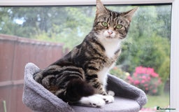 Mixed Breed cats for sale: Beautiful Kittens - Image 17