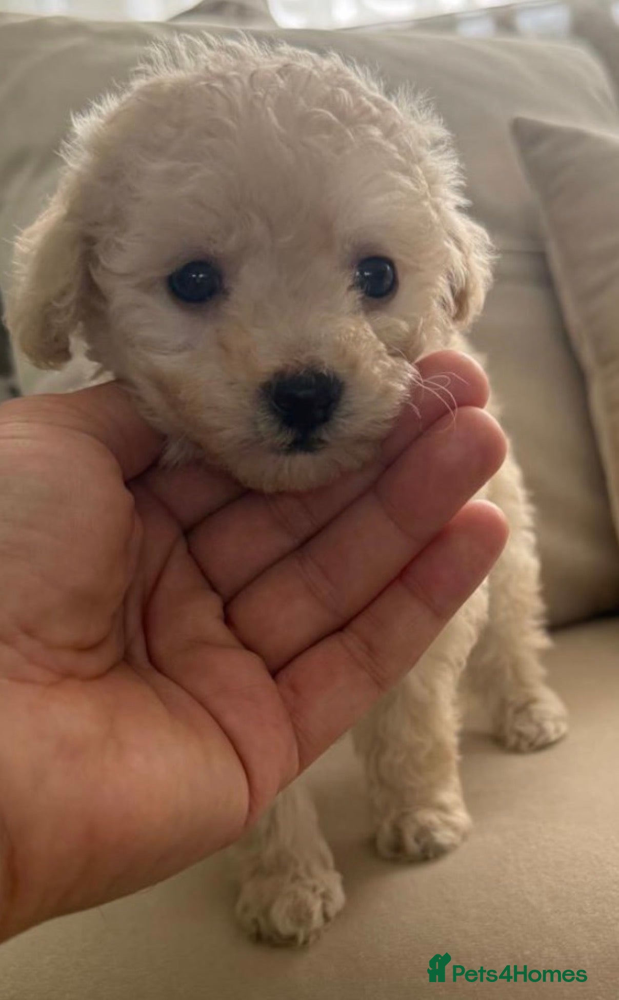 Toy Poodle dogs Already trained little Toy Poodles 🐶🐶 - Advert 1