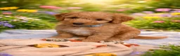 Australian Labradoodle dogs for sale: 🐶LAST 1 AVAILABLE FULL VACCINATION🐶 - Advert 31