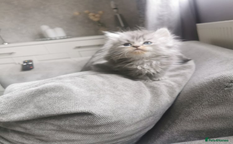 Persian cats - Advert 13