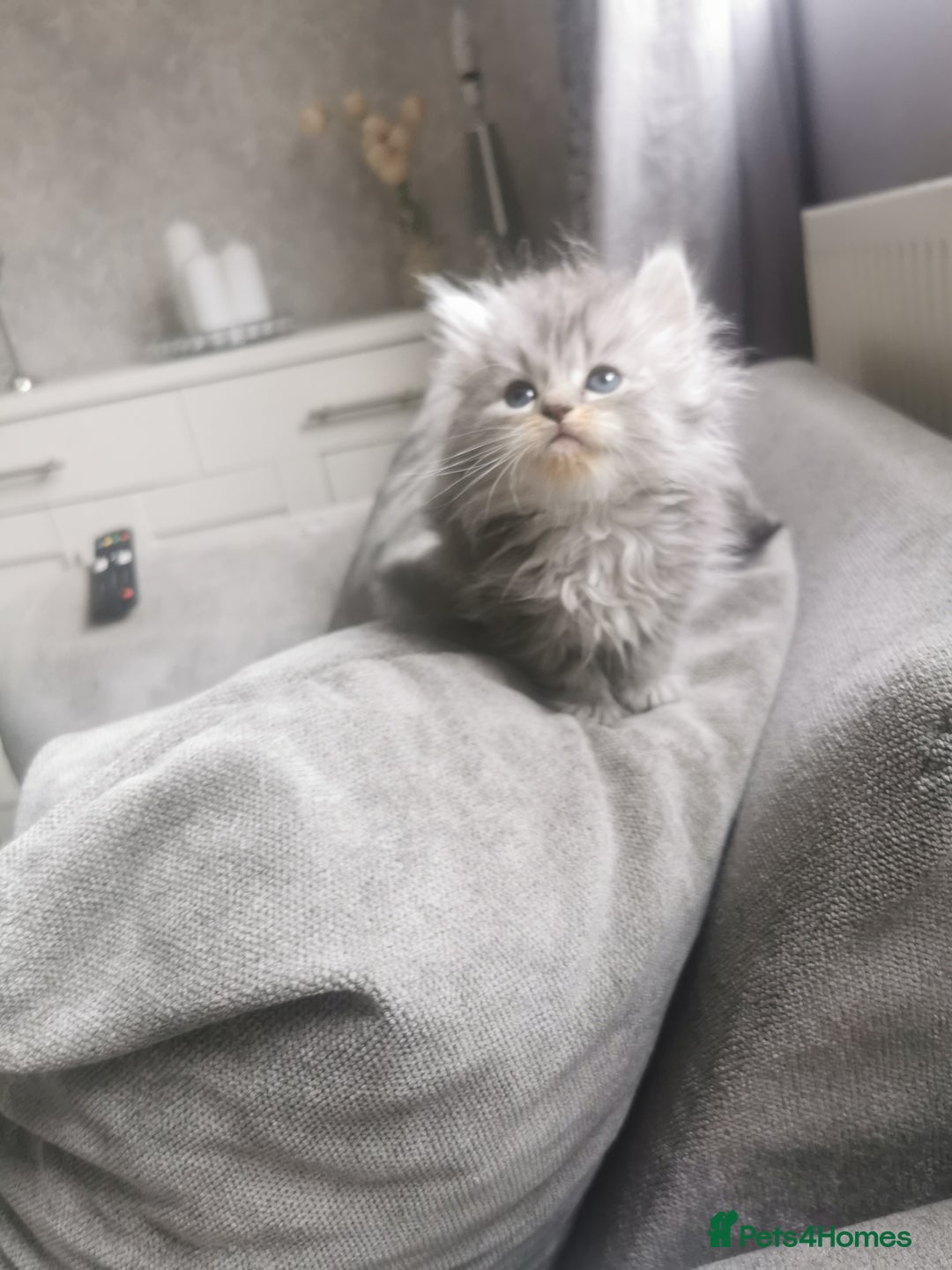 Persian cats for sale: Beautiful  silver shaded chinchilla Persian x bsh - Image 1