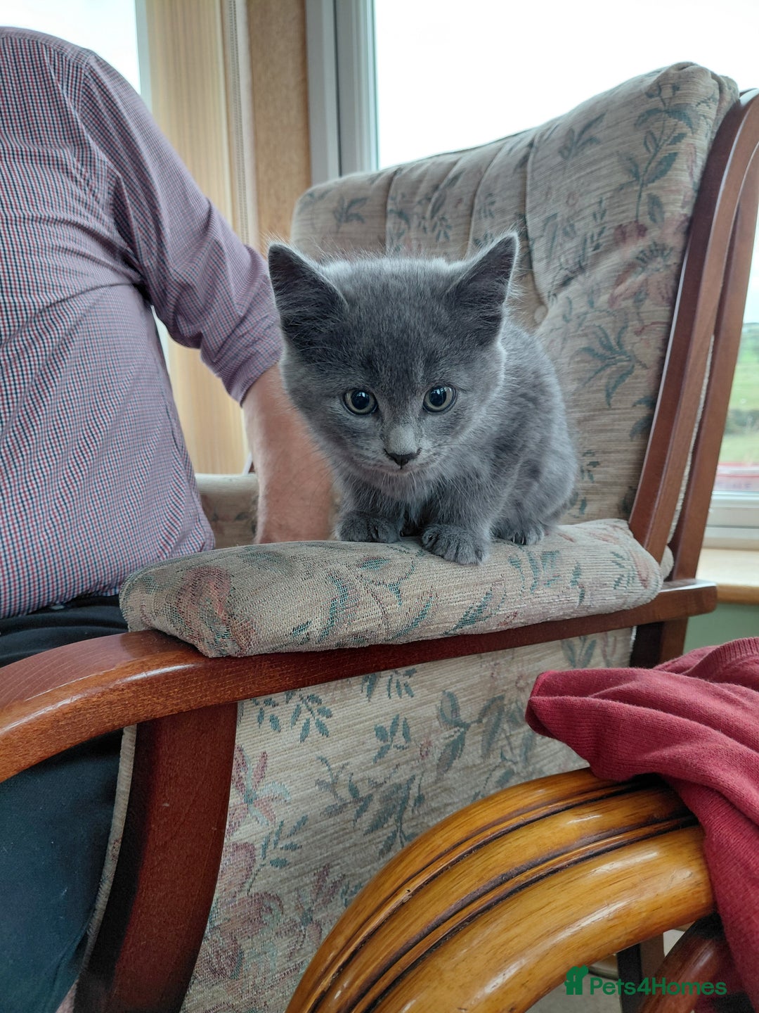 British Shorthair cats for sale: British Short haired kittens - Image 6