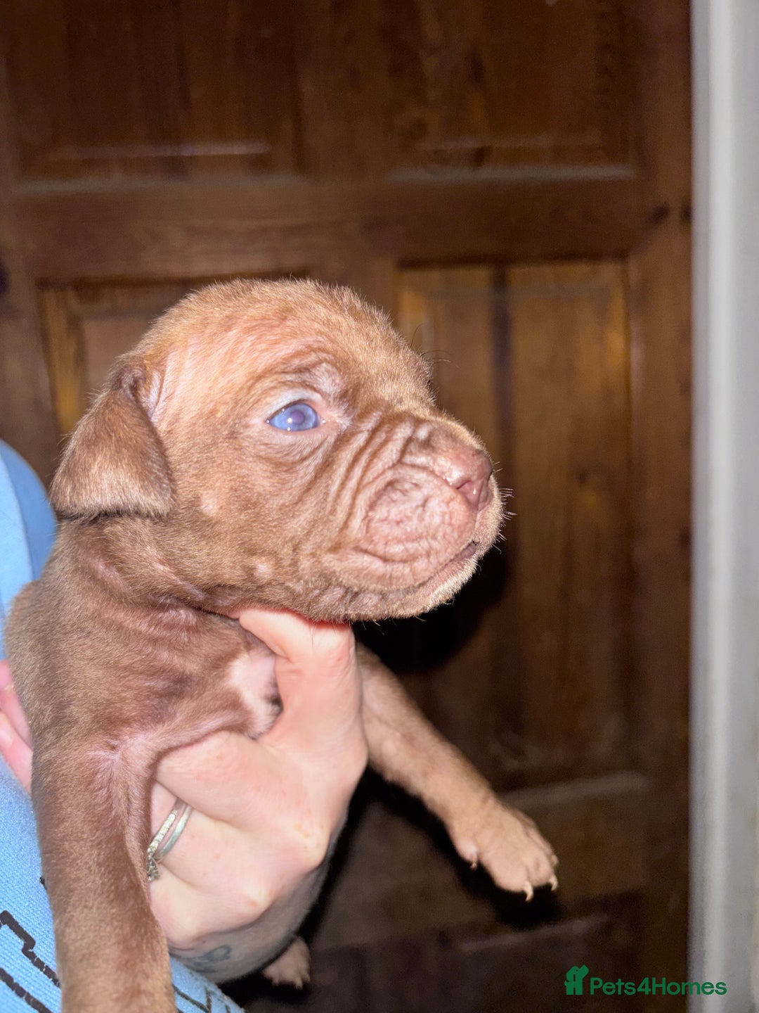 Mixed Breed dogs for sale: Cane Corso and Dogue de Bordeaux - Image 15