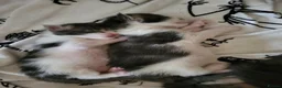Maine Coon cats for sale: Beautiful Maine Coon Kittens – Ready at 11 Weeks!  in Truro - Advert 4