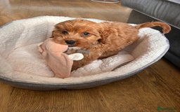 Cavapoo dogs for sale: 10 week cavapoo male puppy - Image 4