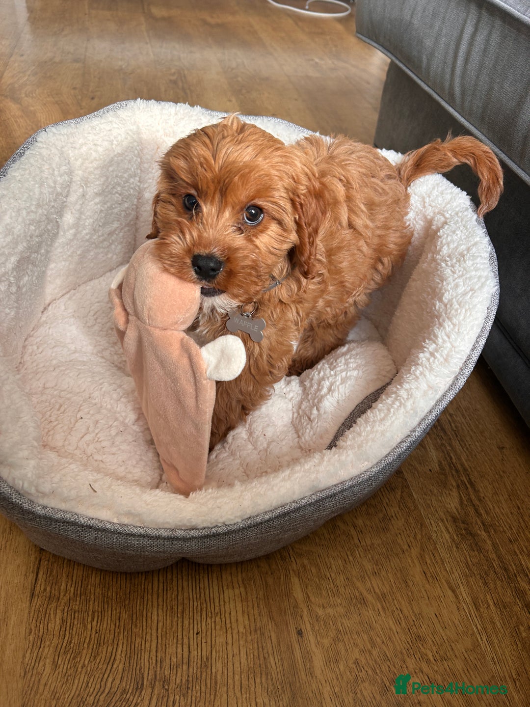 Cavapoo dogs for sale: 10 week cavapoo male puppy - Image 4
