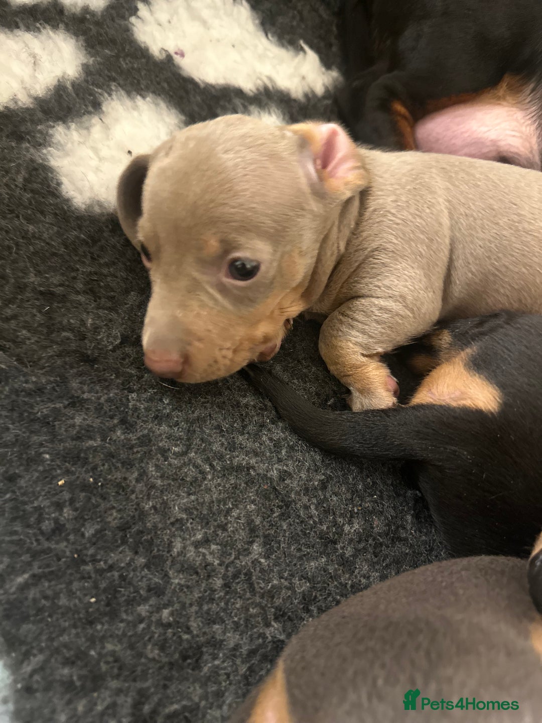 Miniature Dachshund dogs for sale: KC REGISTERED STUNNING MINATURE DACHSHUND PUPS❤️ - Advert 6