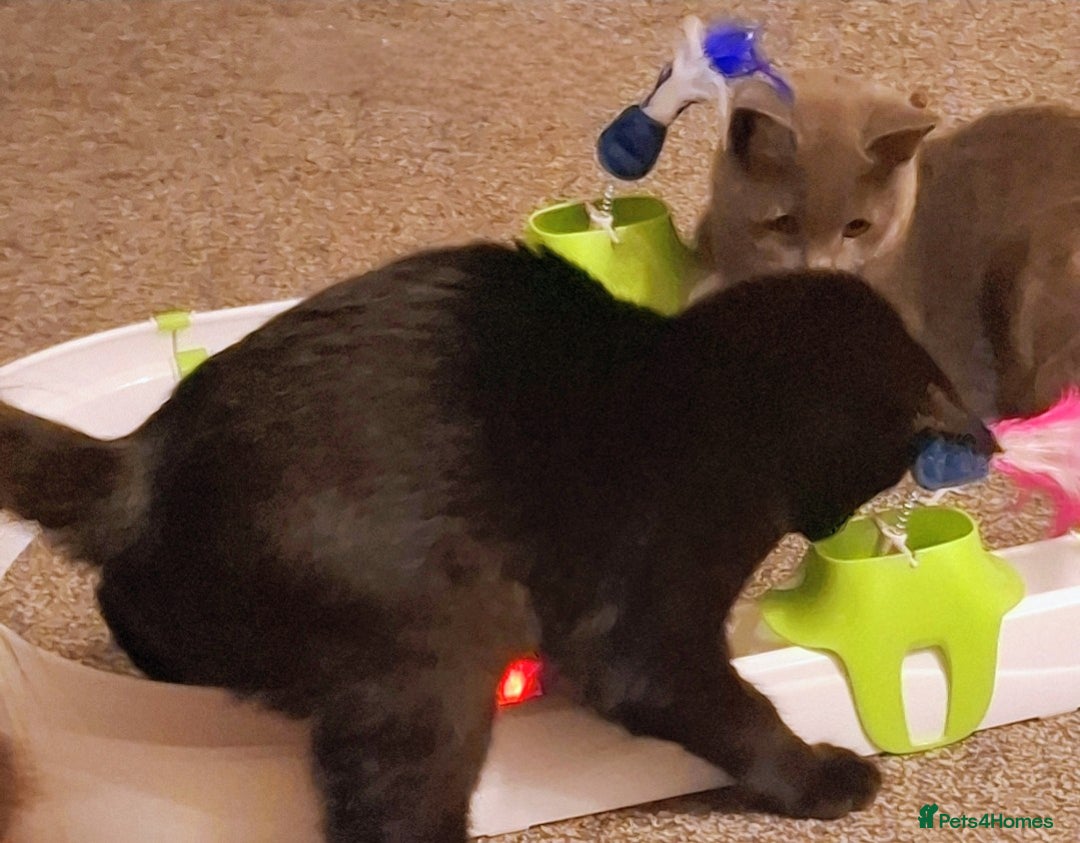 Domestic Shorthair cats for adoption: 🌼 DAFFODI IS LOOKING FOR HER FOREVER HOME 🌼 - Advert 3