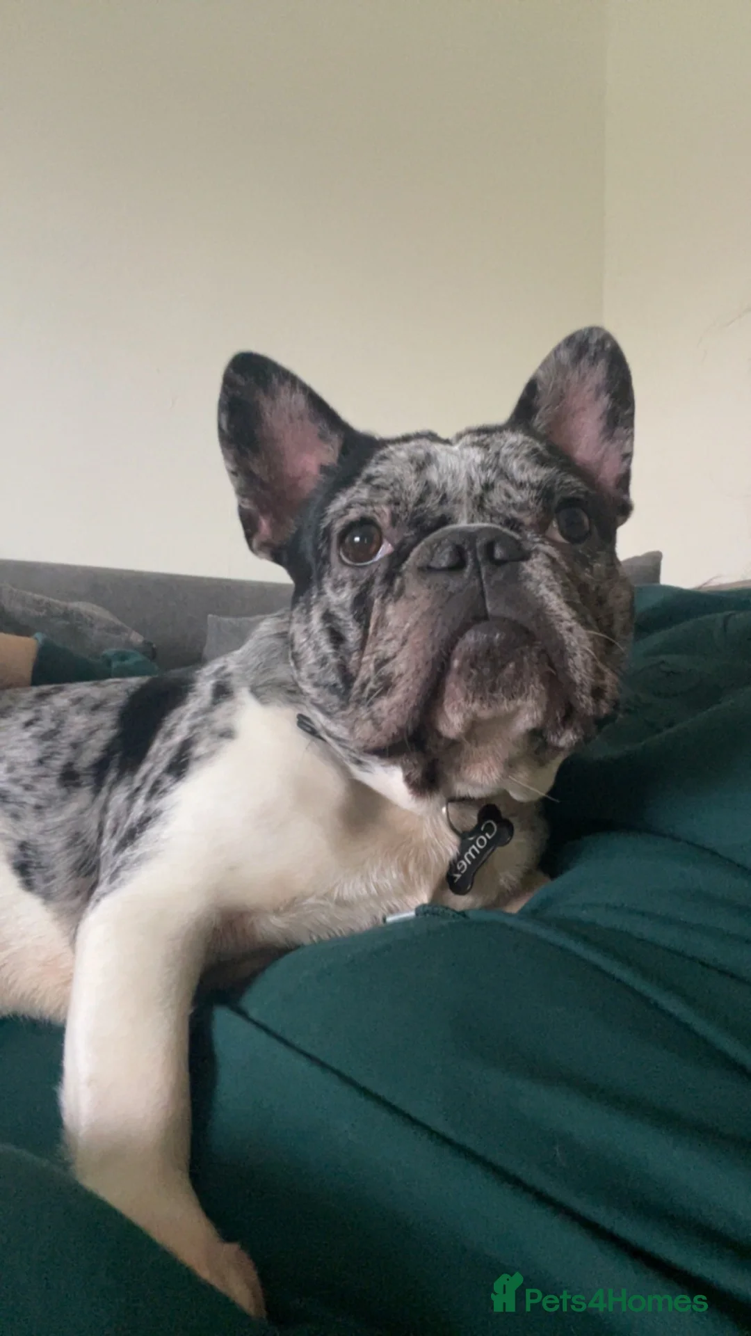 French Bulldog dogs for sale: French bulldog  - Advert 4