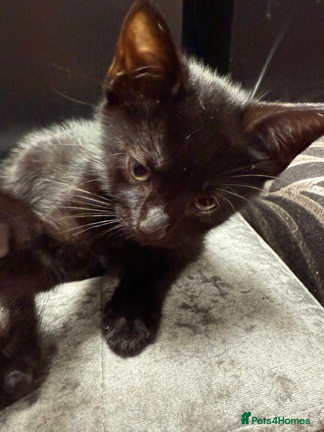 Mixed Breed cats for sale: Kittens  - Image 9