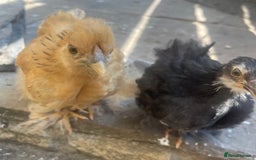 Chickens poultry for sale: Hen, POL Hens, Cockerels and chicks - Image 5