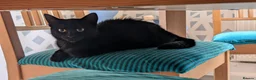 British Shorthair cats for sale: Mother and Son looking for home in London - Advert 7