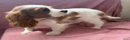 Cavalier King Charles Spaniel dogs for sale: Very active and super sweet boy is ready to go - Advert 20