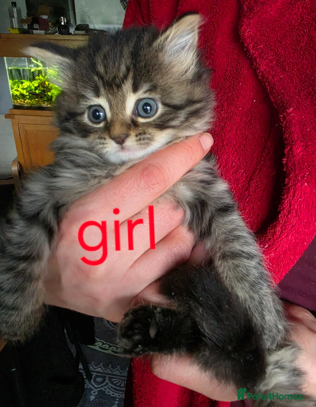 Mixed Breed cats for sale: Maine Coon x British Longhair kittens - Advert 10