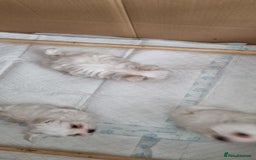 Maltese dogs for sale: Beautiful miniature maltese puppies  - Image 1