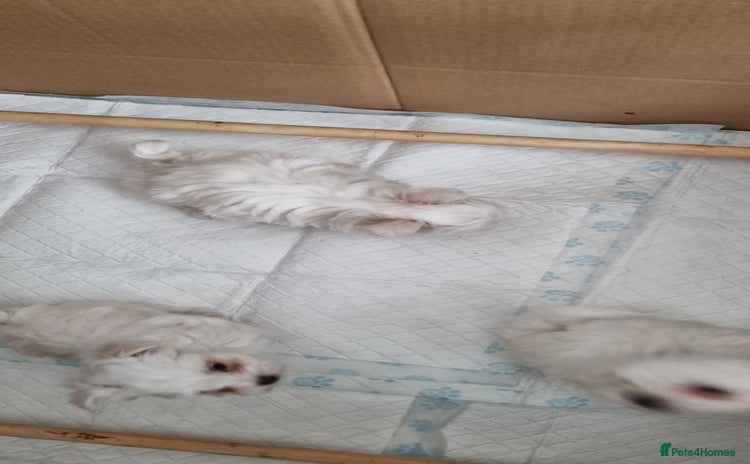 Maltese dogs - Advert 9