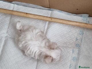 Maltese dogs - Advert 1