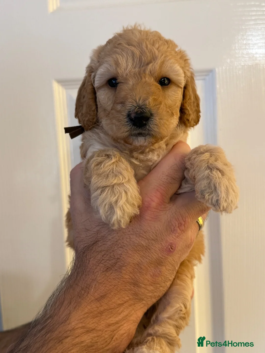 Labradoodle dogs for sale: F1BB Miniature Labradoodle Puppies – Home Raised - Advert 17