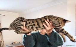 Savannah cats for sale: Large TICA Registered Spotted Savannah Boy Kitten  - Image 1