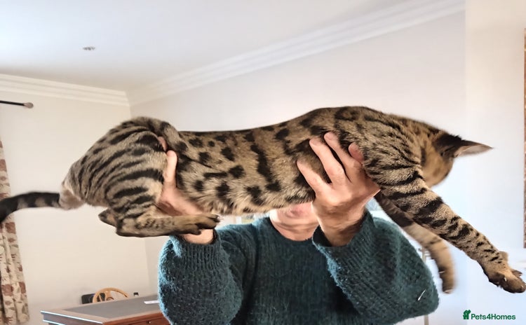 Savannah cats - Advert 1