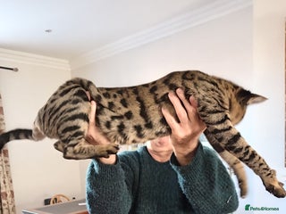 Savannah cats - Advert 11
