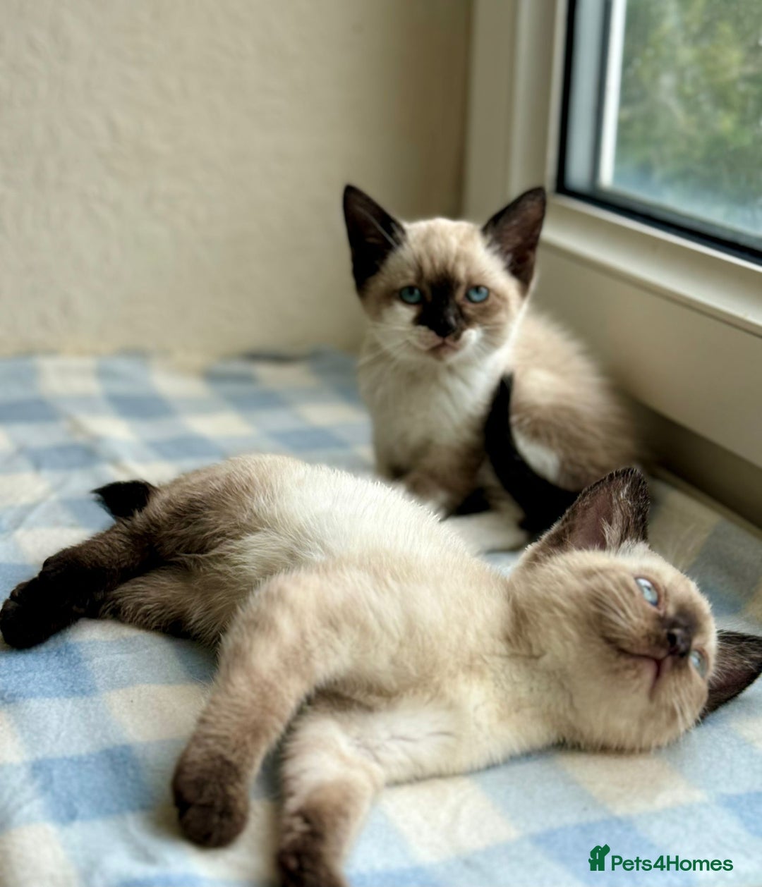 Siamese cats for sale: Cutest ever Siamese kittens 3 of 3 - Image 4