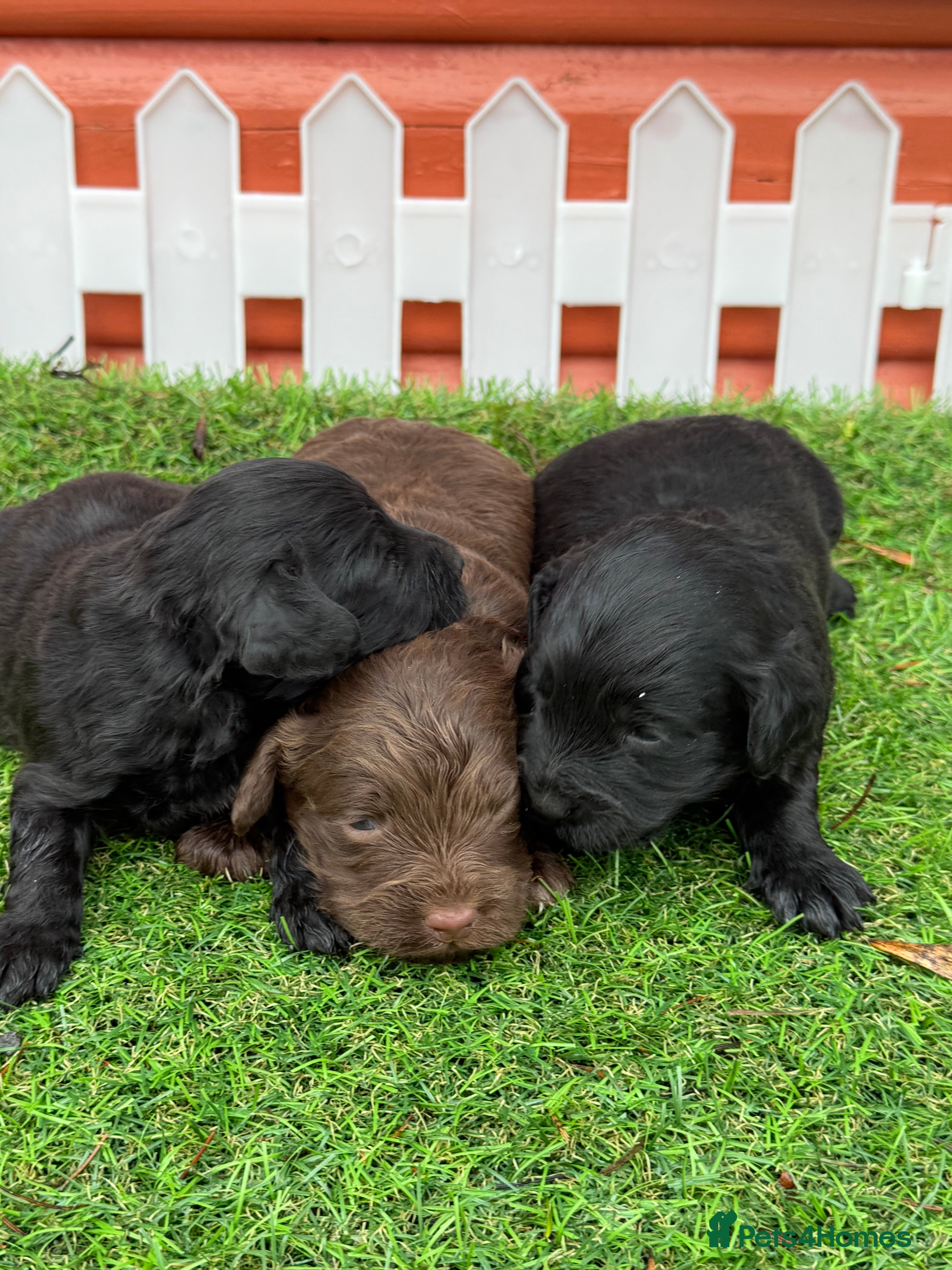 Cockapoo dogs Stunning Toy Cockapoo pups- health tested - Advert 3