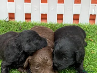 Cockapoo dogs Stunning Toy Cockapoo pups- health tested - Advert 3