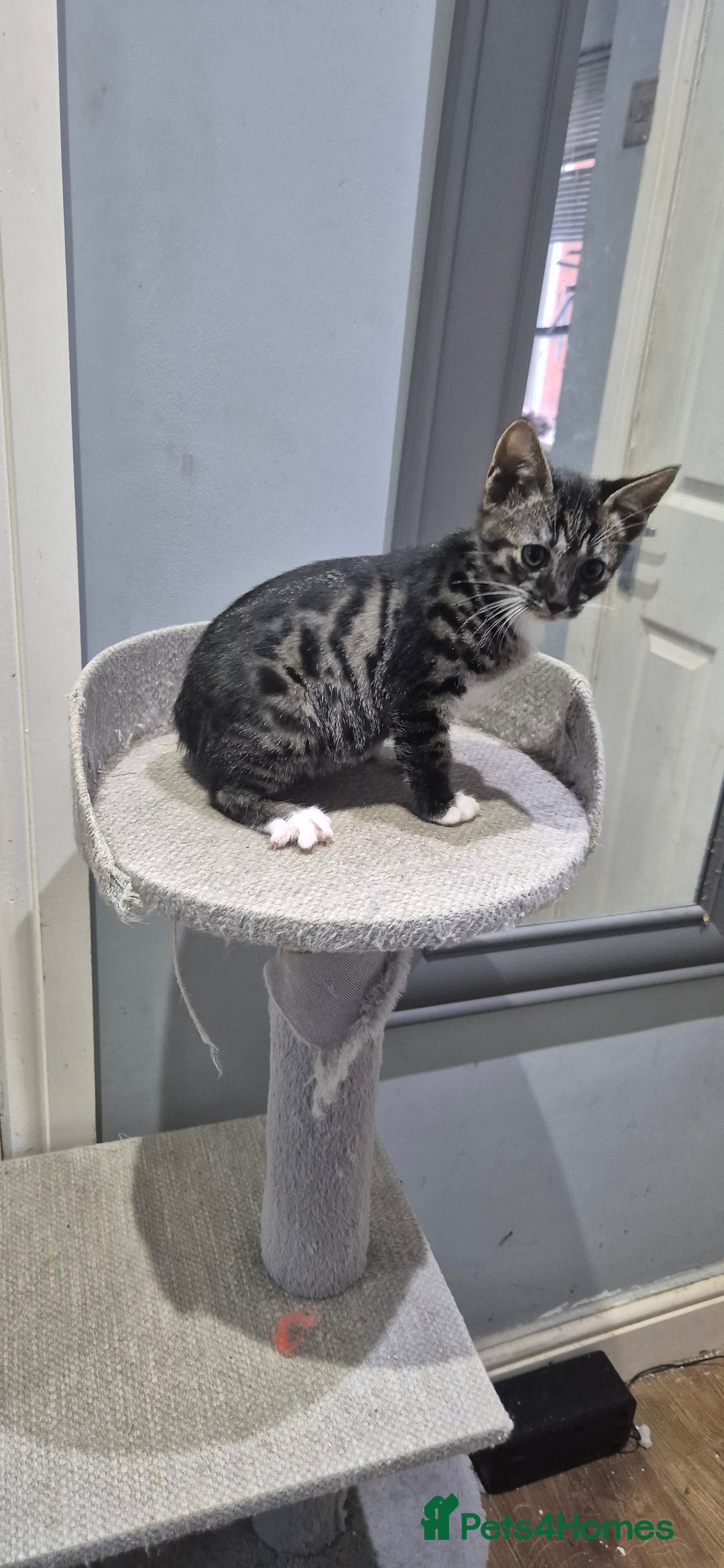 Savannah cats for sale: Female f5 savannah kitten ready to go  - Advert 12