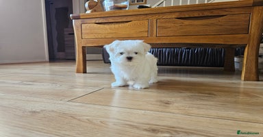 Maltese dogs - Advert 7