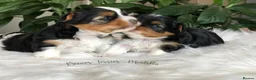 Yorkshire Terrier dogs for sale: One Gorgeous Girl Biewer Terrier LEFT! - Advert 3