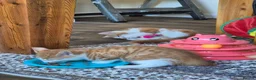 Mixed Breed cats for sale: 2 male ginger tabby kittens - Advert 13