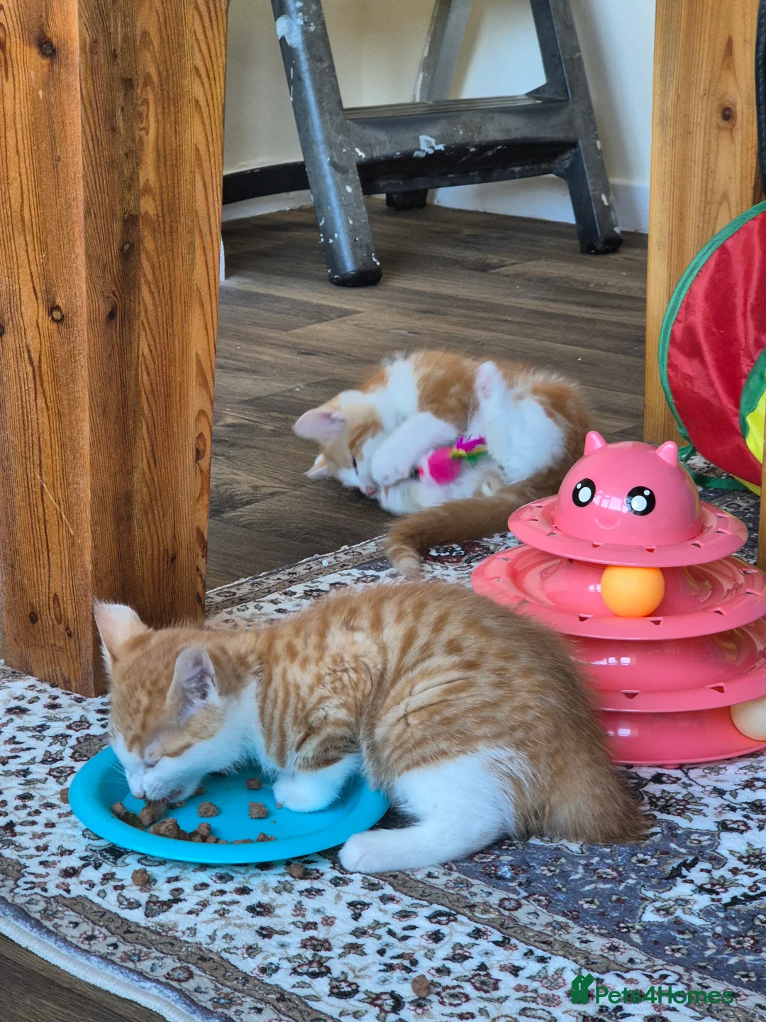 Mixed Breed cats for sale: 2 male ginger tabby kittens - Advert 13