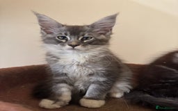 Maine Coon cats for sale: Beautiful GCCF kittens various colours - Image 16