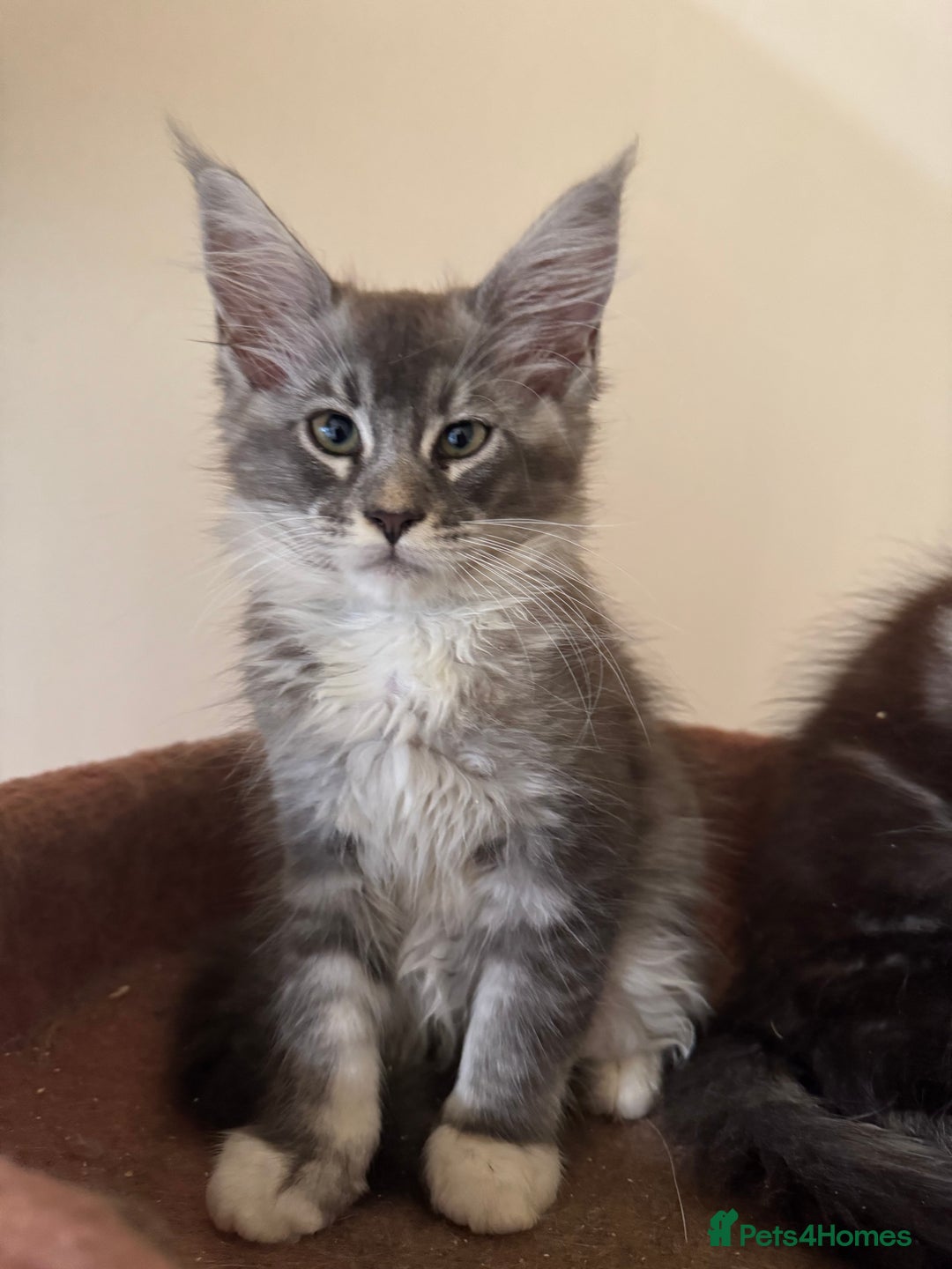 Maine Coon cats for sale: Beautiful GCCF kittens various colours - Image 16
