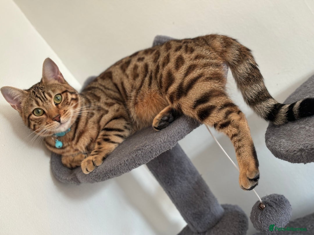 Bengal cats for sale: Bengal female  - Advert 2