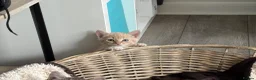 Siberian cats for sale: Beautiful Siberian Kittens-3 Boys-Hypoallergenic - Advert 19