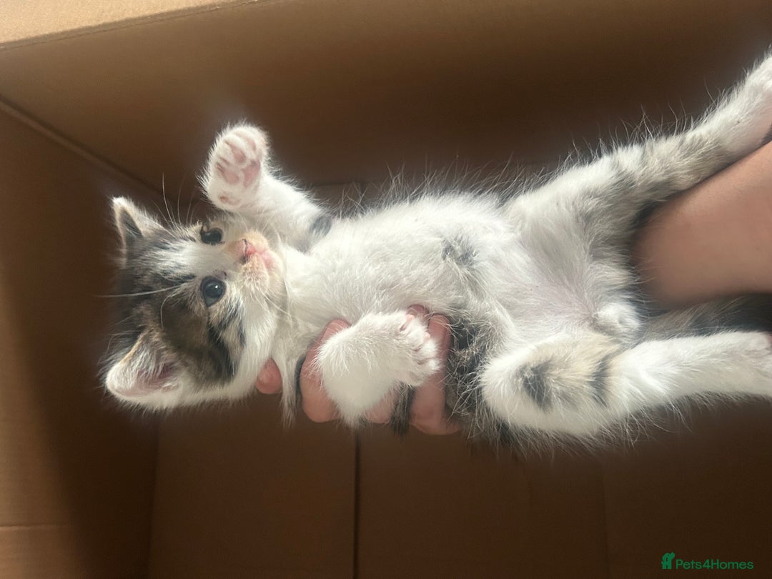 Brazilian Shorthair cats for sale: British shorthairs  - Image 6