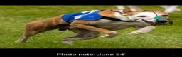 Whippet dogs for sale: KC Registered Small Whippet Puppies  - Advert 29