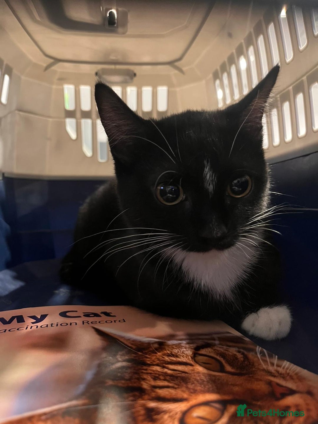 Mixed Breed cats for sale: Black & White Tuxedo Cat Looking for a Loving Home - Advert 3