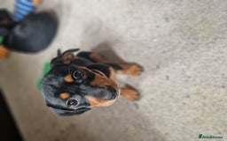 Mixed Breed dogs for sale: Jack russell x miniture dachshund pups in Porth - Image 4