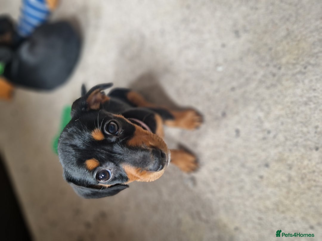 Mixed Breed dogs for sale: Jack russell x miniture dachshund pups in Porth - Image 4