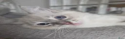 Ragdoll cats for sale: Ragdoll kittens  - Advert 12
