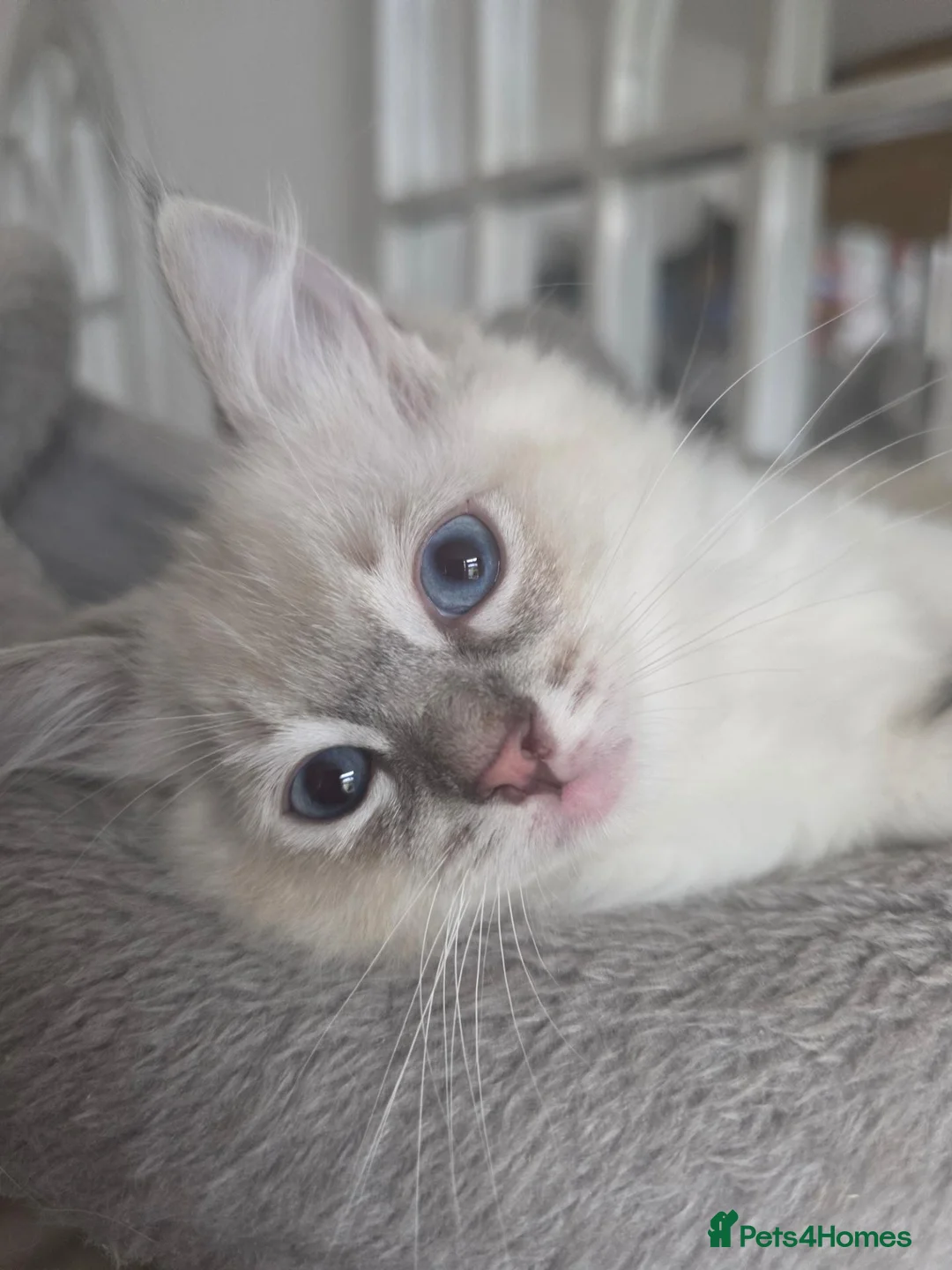 Ragdoll cats for sale: Ragdoll kittens  - Advert 12